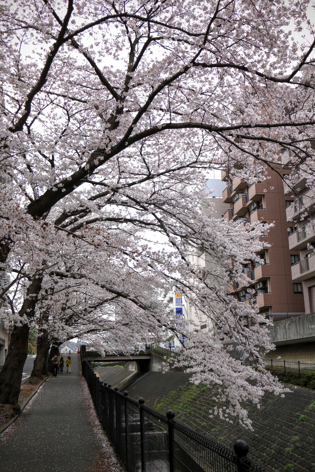 乞田川の桜