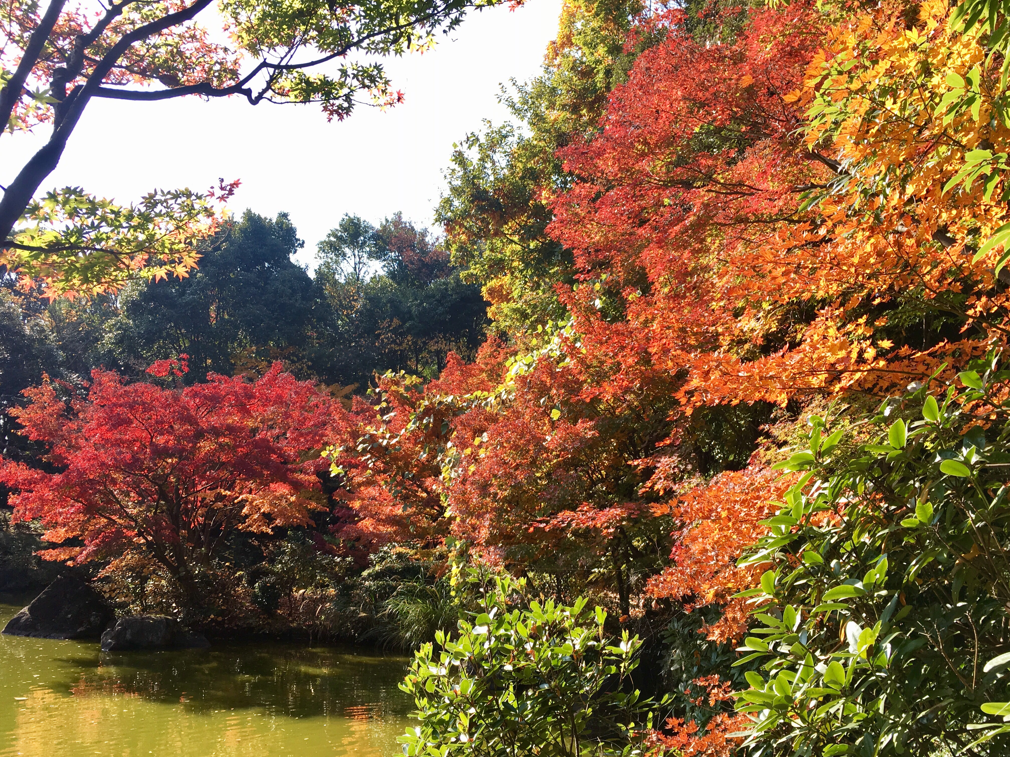 旧富澤家の回遊式日本庭園で紅葉が綺麗