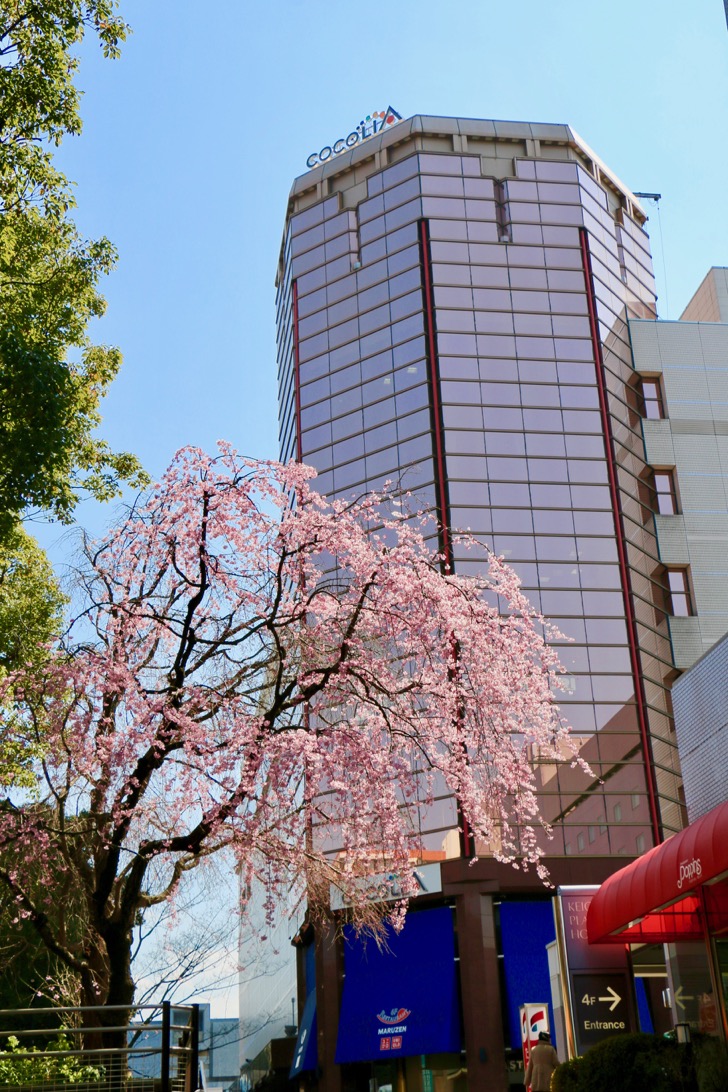 京王プラザホテル多摩前のしだれ桜