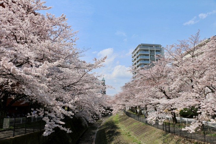 乞田川の桜