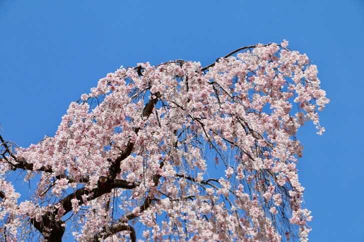鶴牧西公園のしだれ桜