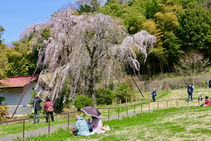 鶴牧西公園のしだれ桜
