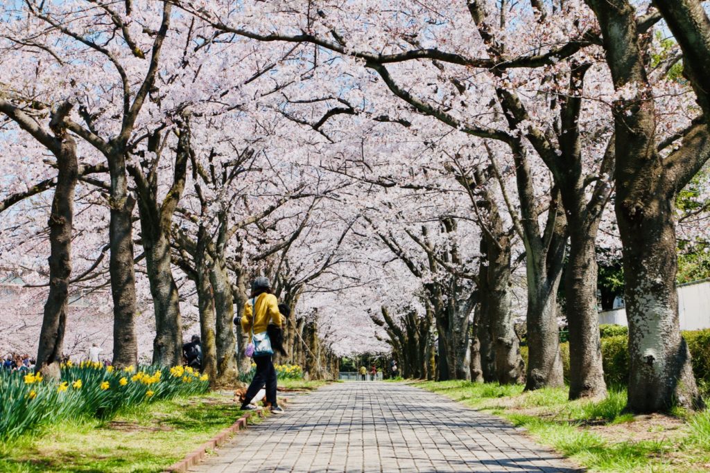 奈良原公園・宝野公園の桜