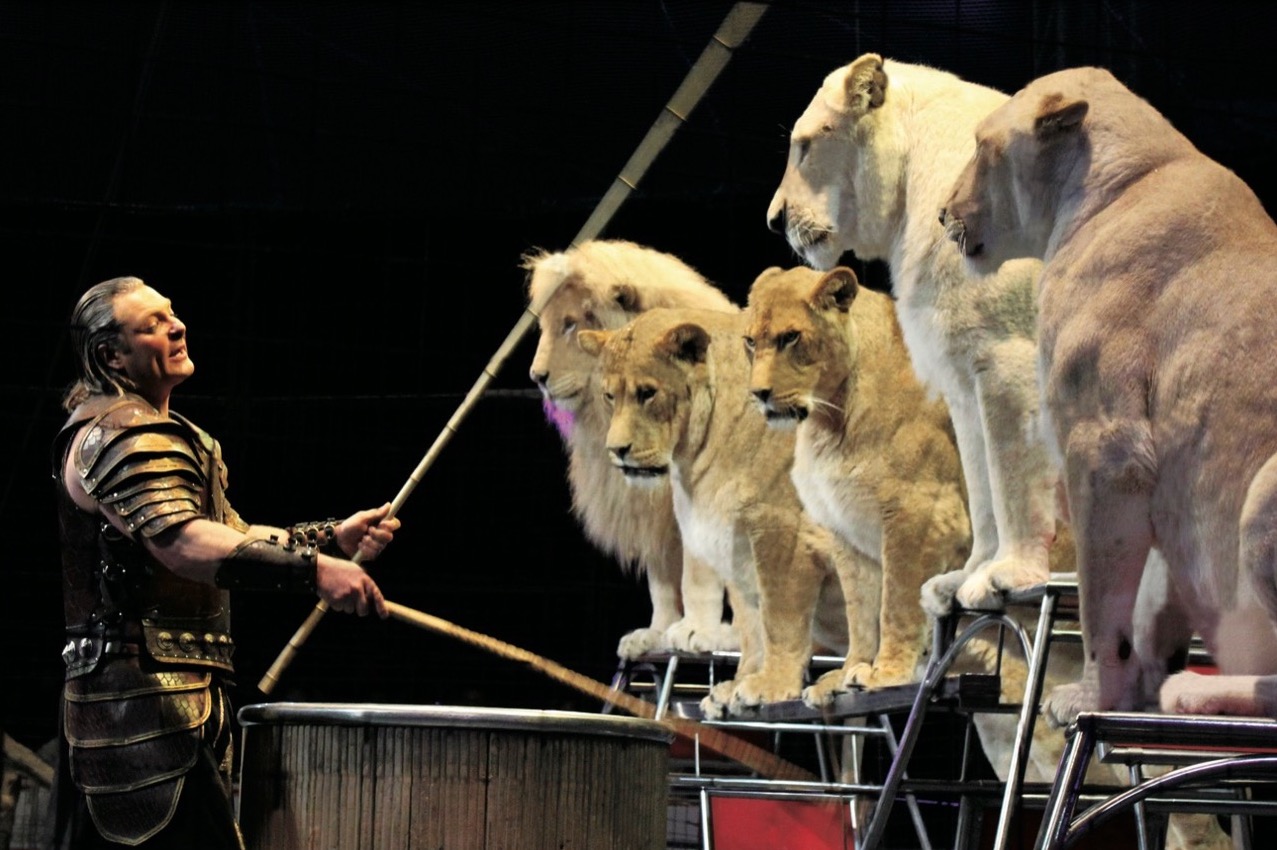 立川立飛で12年ぶり「木下大サーカス」が12/14(月)まで開催中！ 多摩ポン