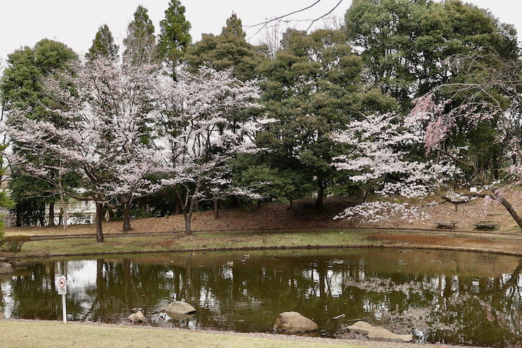 一本杉公園の桜