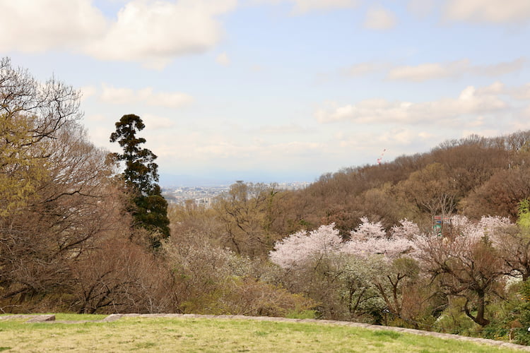 桜ヶ丘公園の桜