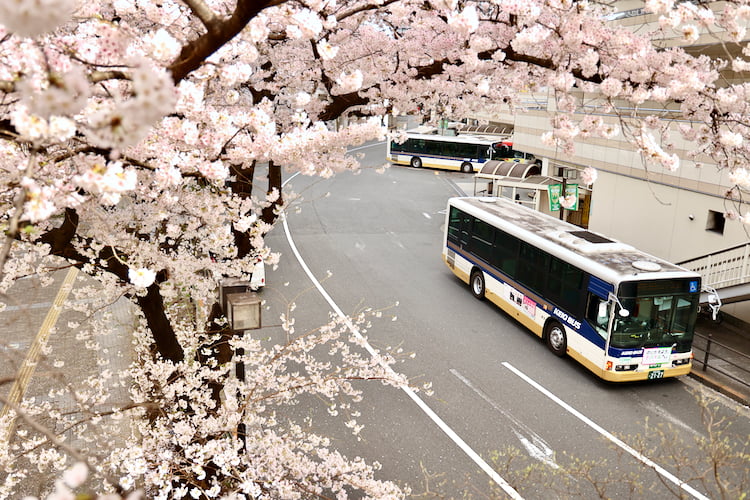 聖蹟桜ヶ丘駅前の桜