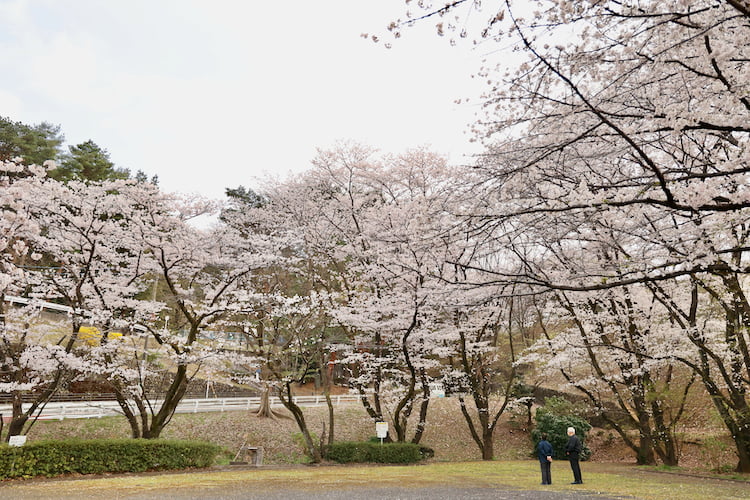 いろは坂桜公園の桜
