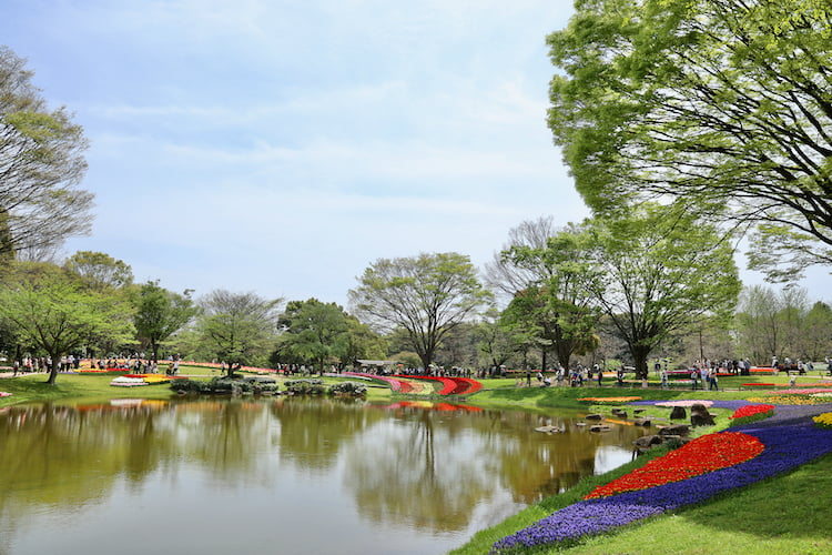 昭和記念公園のチューリップガーデン
