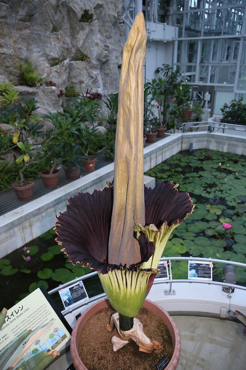 調布市 神代植物公園の世界最大級の花 ショクダイオオコンニャク が開花間近 12 5 月 は臨時開園 多摩ポン 調布市 神代植物公園の世界最大級の花 ショクダイオオコンニャク が開花間近 12 5 月 は臨時開園 多摩ポン