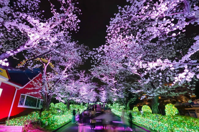180ｍの幻想的な桜並木「サクラ・プロムナード」