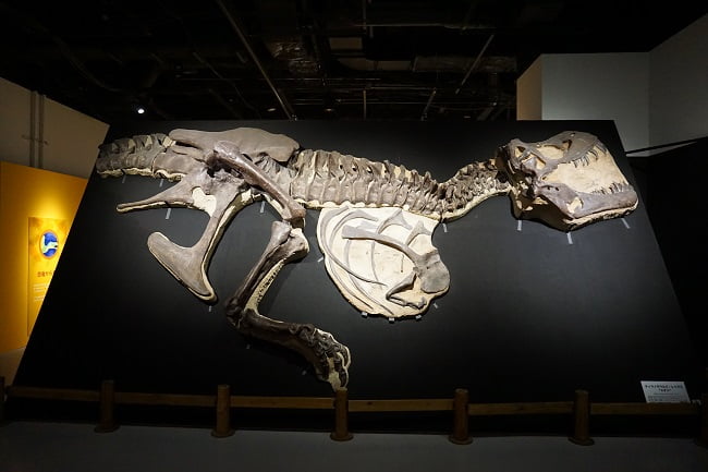 ティラノサウルスの半身骨格