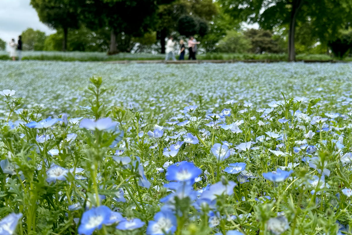 昭和記念公園の開園40周年記念「ネモフィラ畑」