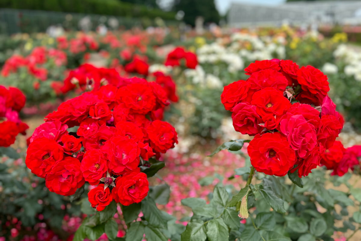 神代植物公園では「春のバラフェスタ」が2024年6月2日(日)まで開催