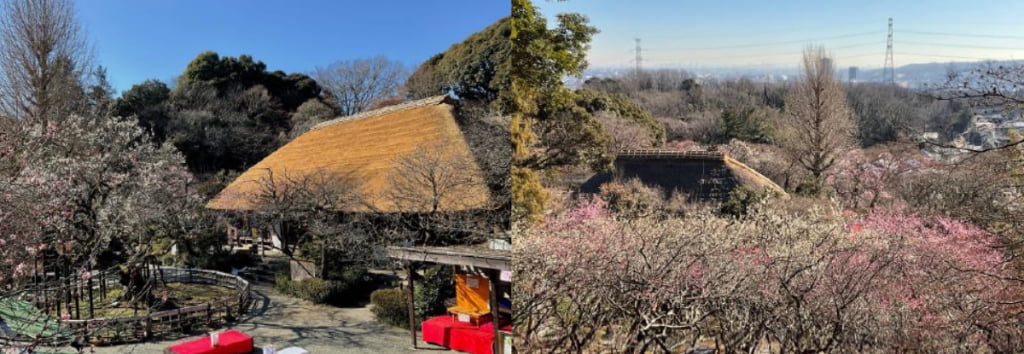 園内の様子（昨年）