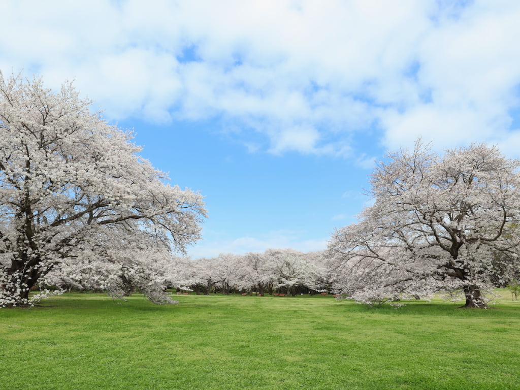 桜（過去開催時の様子）