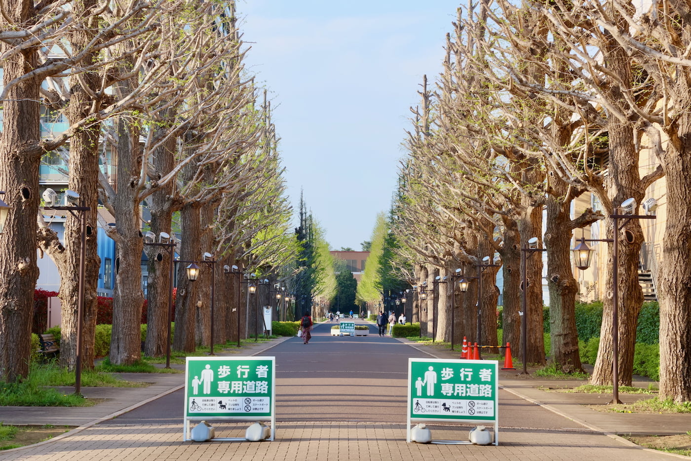 昭島市代官山のいちょう並木