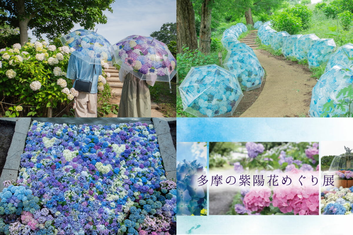梅雨の風物詩「紫陽花さんぽ」