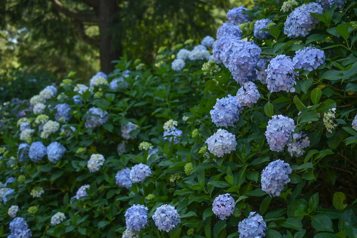 フォトスポット満載!昭和記念公園で「紫陽花さんぽ2025」6/7(土)から開催