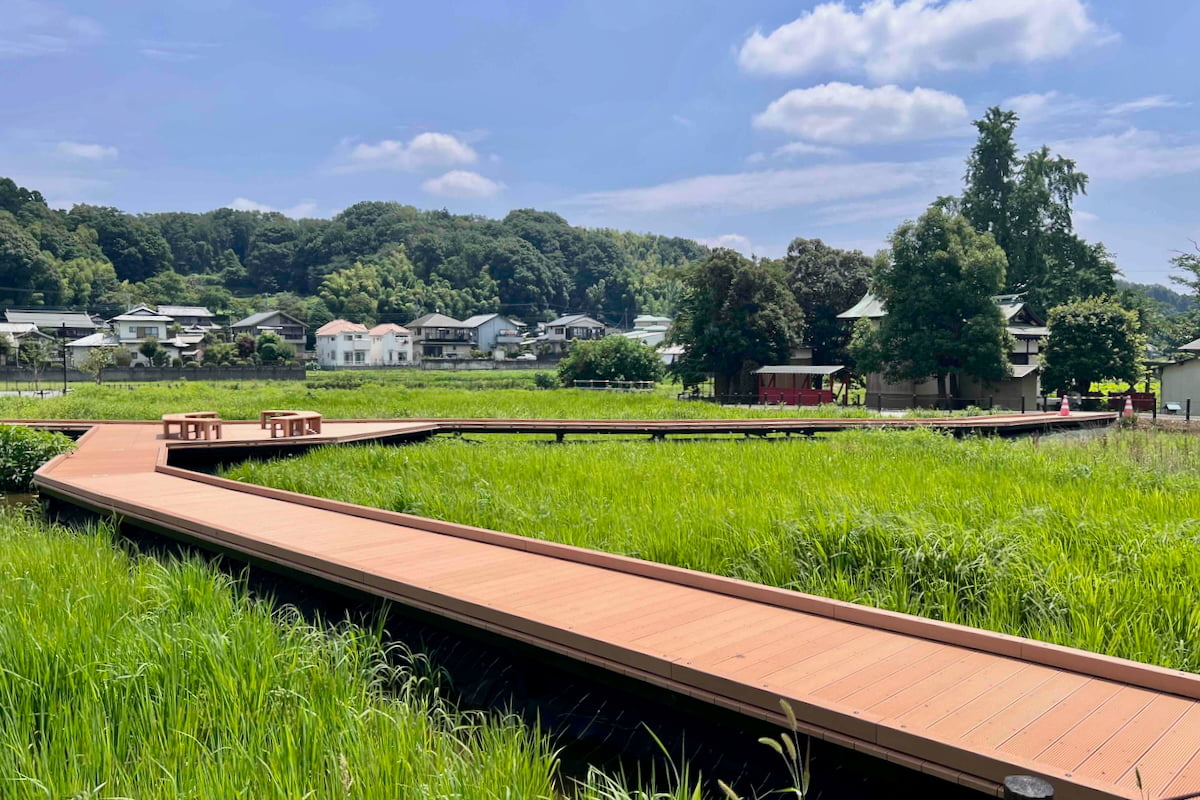 ハス田デッキ町田市「小山田蓮田緑地」