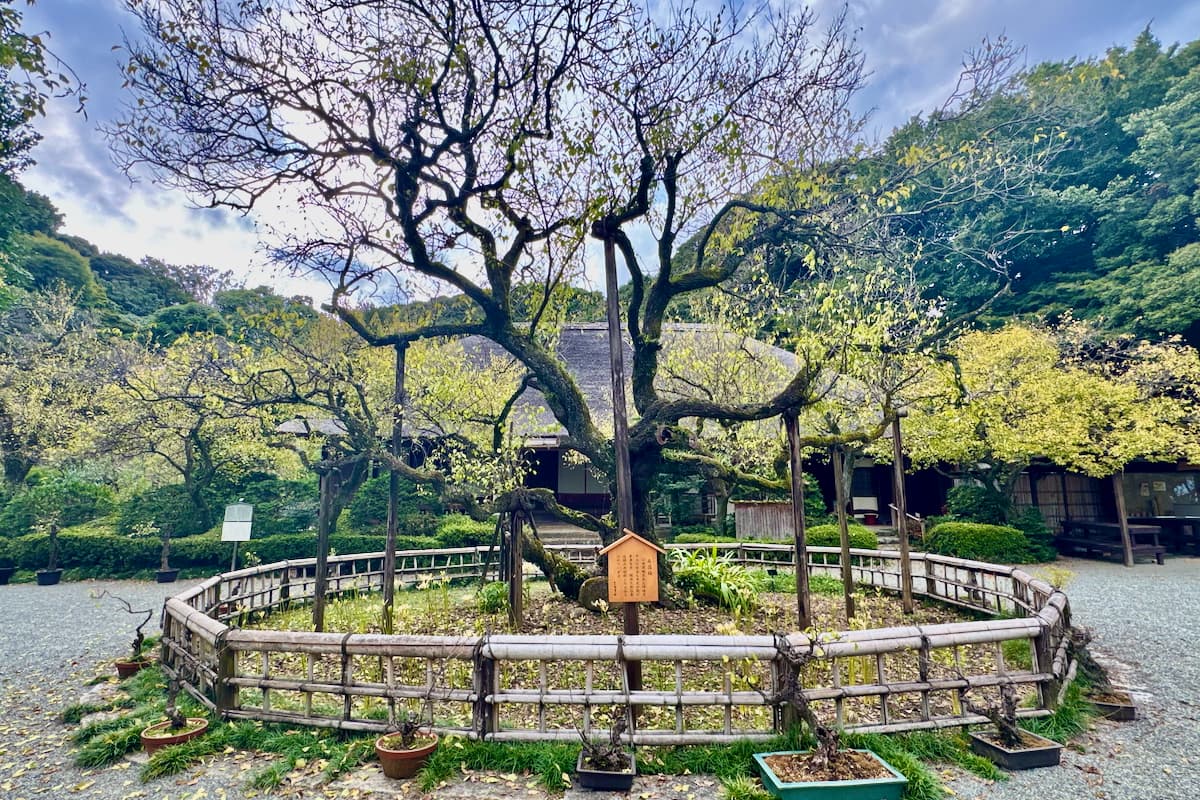 寿昌梅