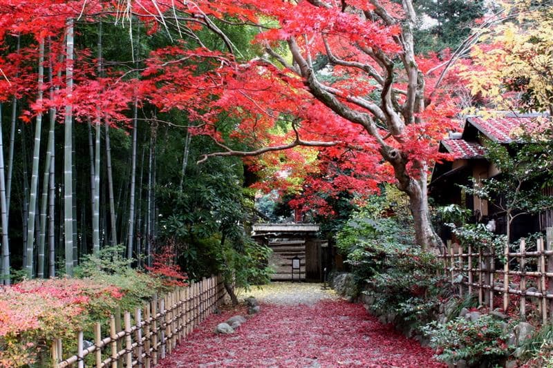 京王百草園の紅葉
