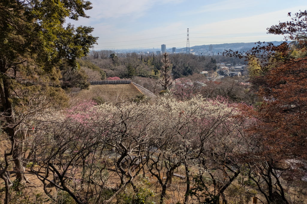 京王百草園で恒例の「梅まつり」2/27(土)から開催！約50種500本の梅が咲き誇ります