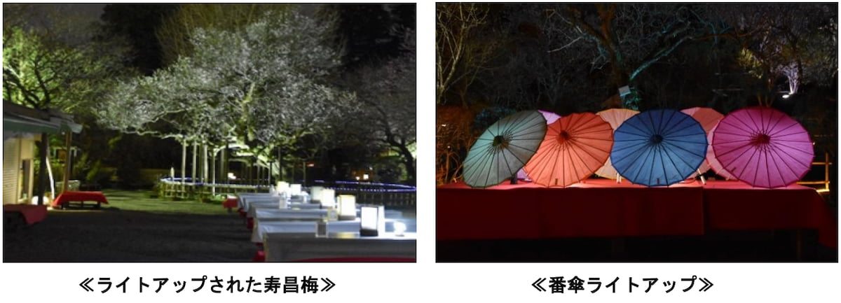 樹齢300年超の名木「寿昌梅」と3日間限定「梅ライトアップ」も見どころ