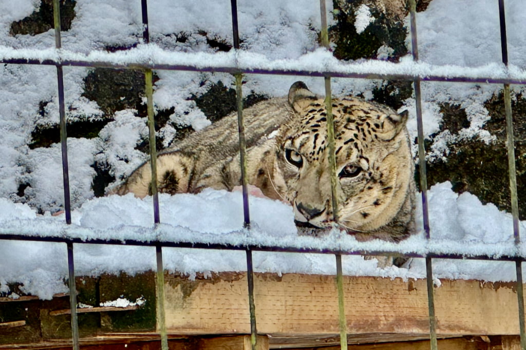 雪の日の多摩動物公園を散策。白銀の世界で出会えた風景 ユキヒョウ