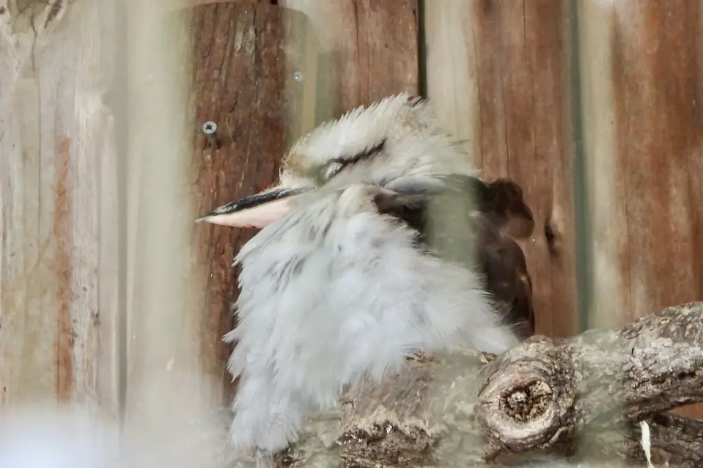 雪の日の多摩動物公園を散策。白銀の世界で出会えた風景ワライカワセミ