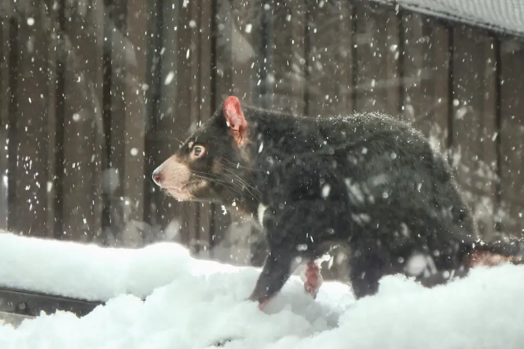 タスマニアデビル