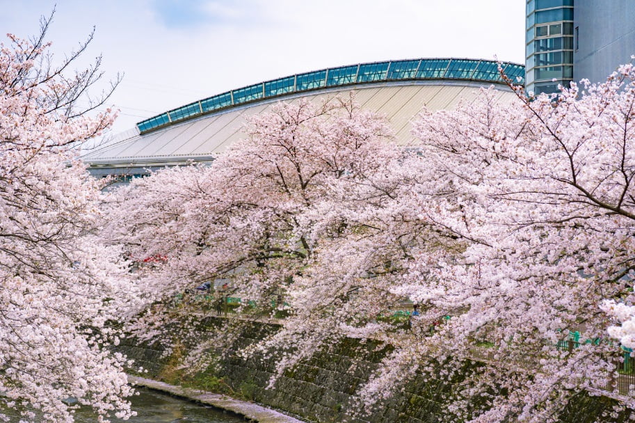 恩田川会場（市立総合体育館裏、成瀬弁天橋公園）