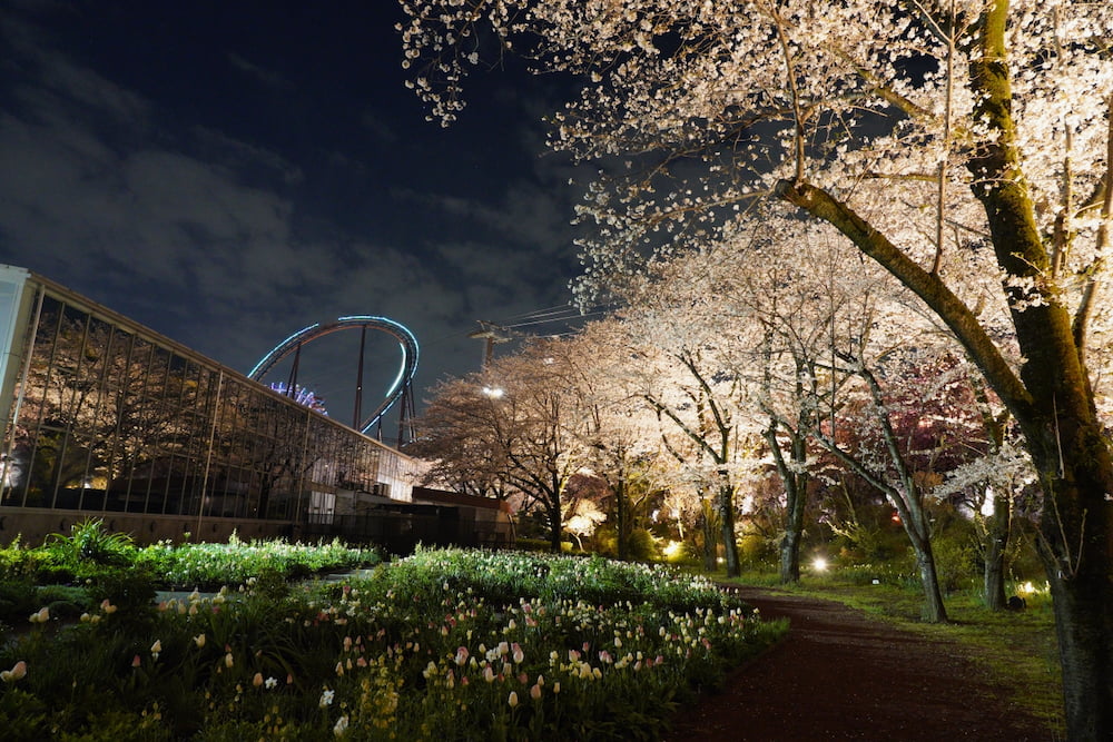 夜桜びより(昨年の様子)