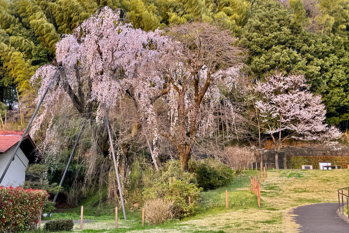 鶴牧西公園の「しだれ桜」