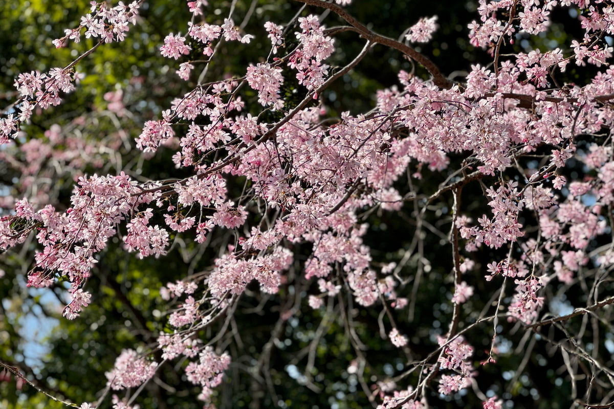 多摩市唐木田の隠れた桜名所「からきだ百本シダレ」が見頃目前!しだれ桜が咲く“春の小径”を歩く