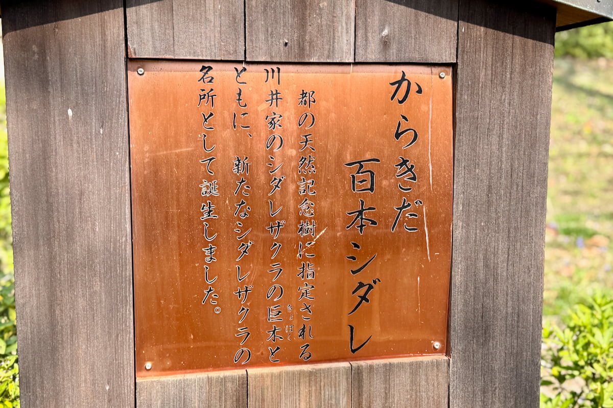 多摩市唐木田の隠れた桜名所「からきだ百本シダレ」が見頃目前!しだれ桜が咲く“春の小径”を歩く