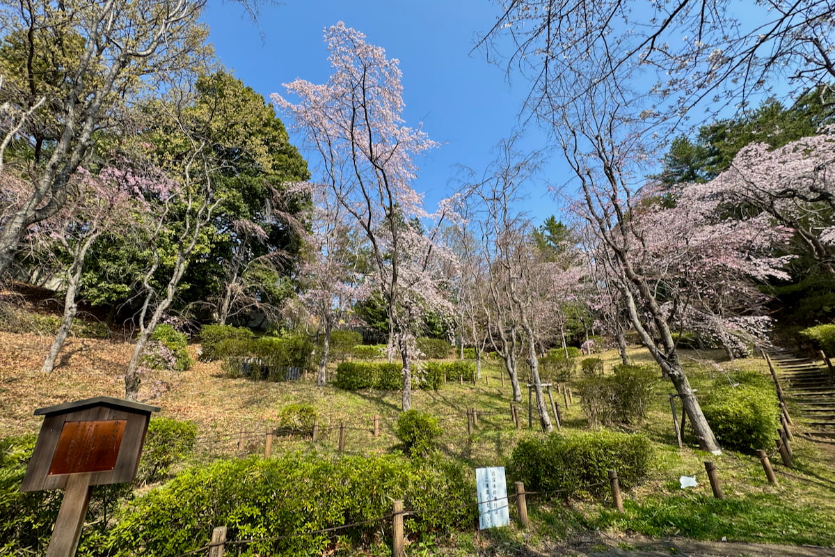 多摩市唐木田の隠れた桜名所「からきだ百本シダレ」が見頃目前!しだれ桜が咲く“春の小径”を歩く