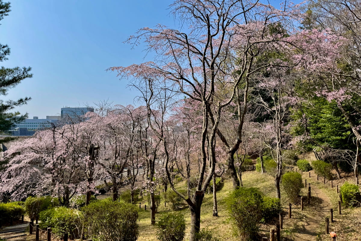多摩市唐木田の隠れた桜名所「からきだ百本シダレ」が見頃目前!しだれ桜が咲く“春の小径”を歩く