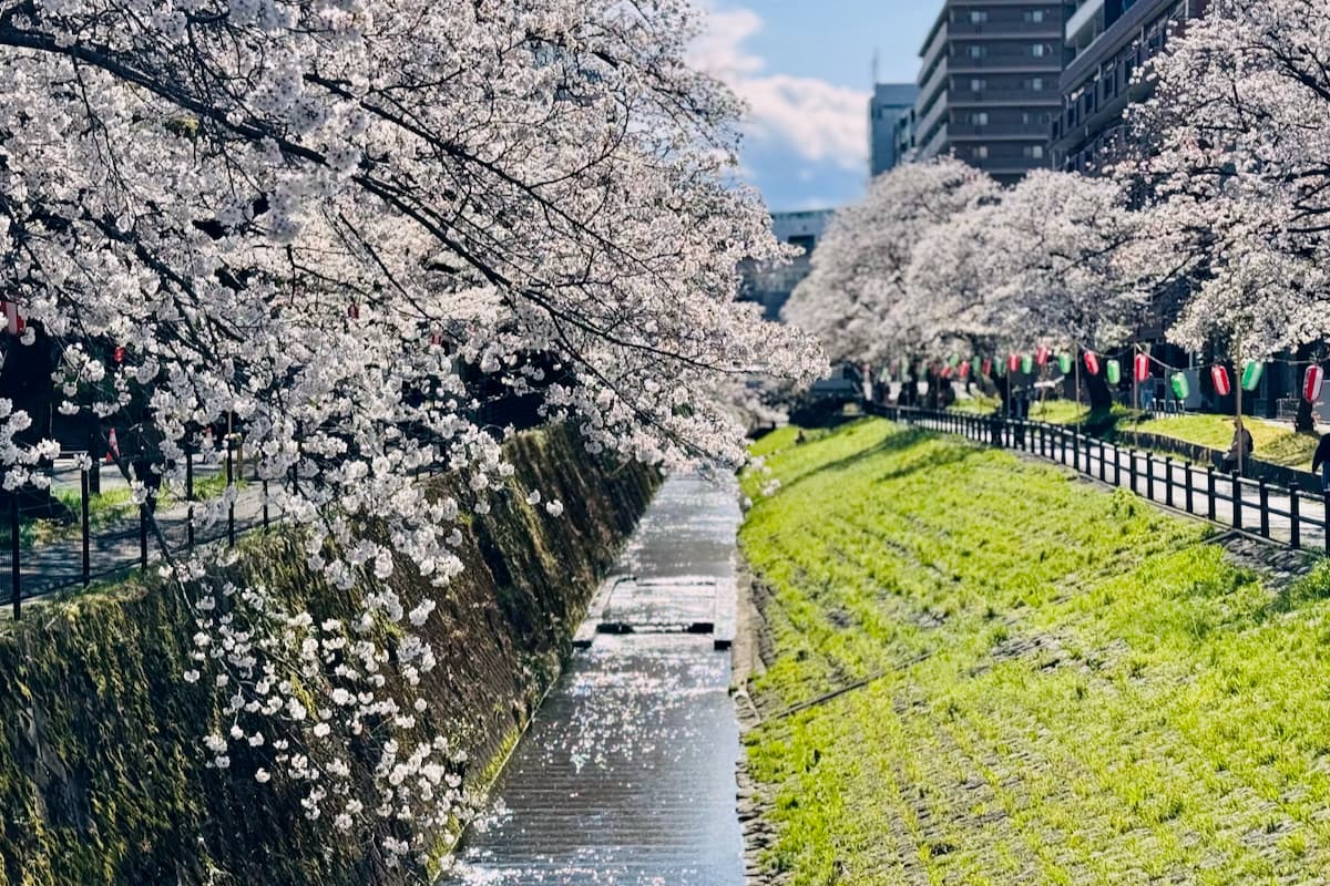 第38回多摩センター桜まつりが4/5(日)に開催!桜イルミネーションも 昨年の様子