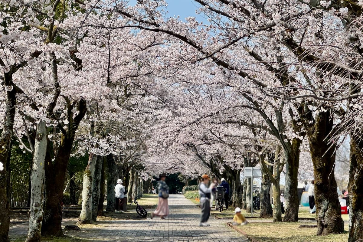 桜の名所の宝野公園