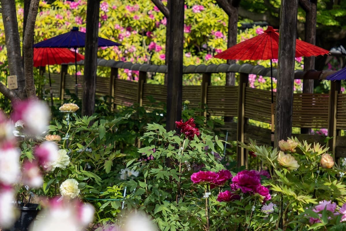 町田薬師池公園で春満喫！ぼたん・菜の花・屋外映画も楽しめる『春フェア2026』ぼたん園（開花イメージ）