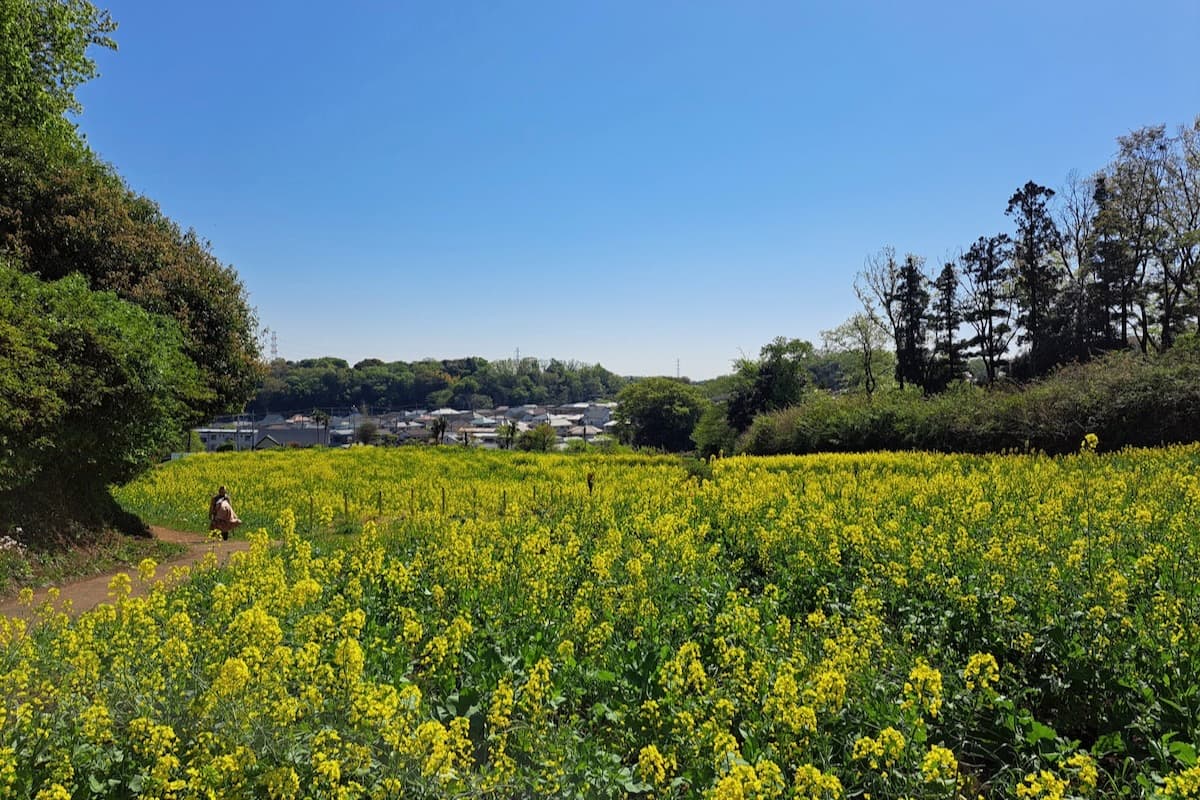 町田薬師池公園で春満喫！ぼたん・菜の花・屋外映画も楽しめる『春フェア2026』 七国山の菜の花（開花イメージ）