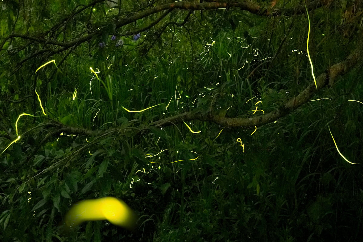 HANA・BIYORIで「ほたるびより」開催へ！初夏の夜をやさしく照らす光景　飛び交うほたる(過去の様子)