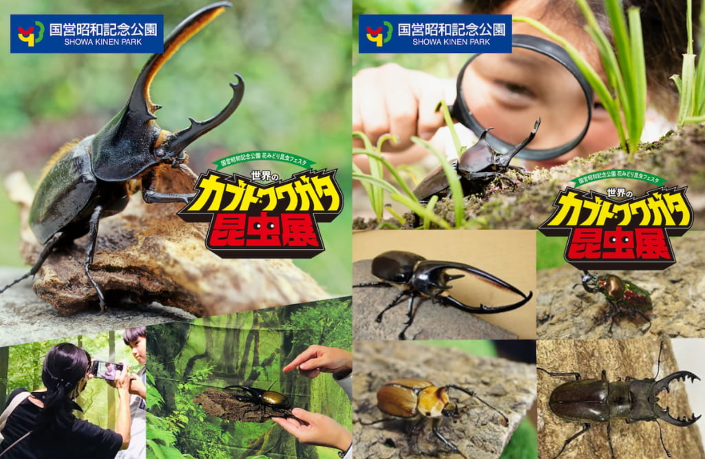 約100匹のカブトムシ・クワガタとふれあえる人気コーナー*写真はイメージです。