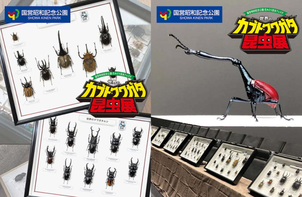 日本や世界のカブトムシ・クワガタの生体展示も行われ、さまざまな種類の昆虫を観察できます。*写真はイメージです。