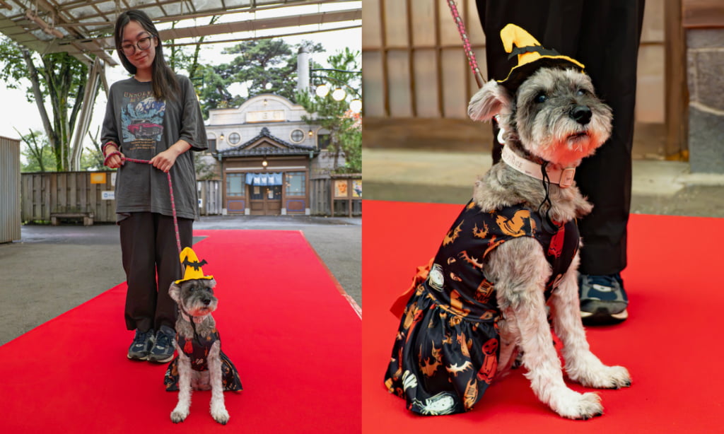 愛犬とレッドカーペットを歩く「わん!ウェイ」