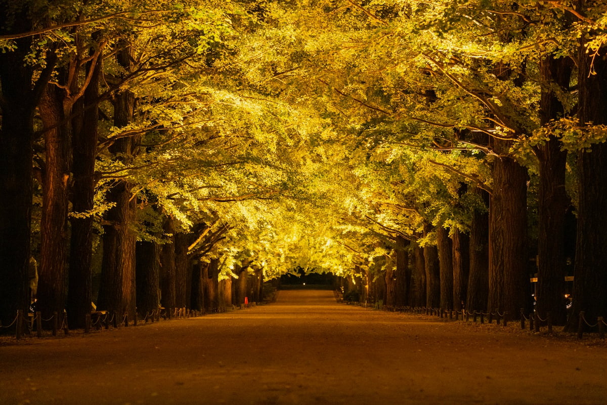 「秋の夜散歩」が日本夜景遺産に認定!10/29(木)〜31(土)は日本庭園の夜間観賞券が無料に